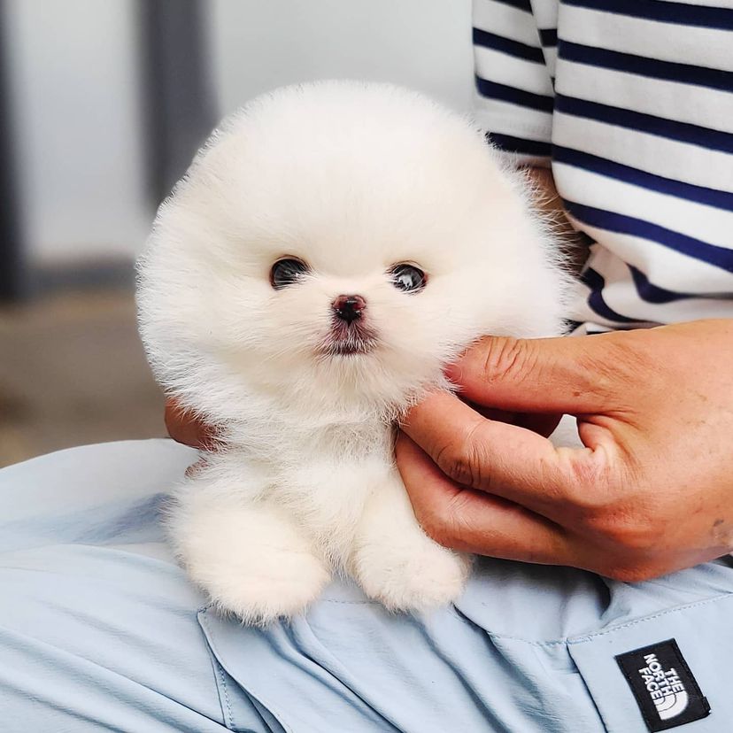 Teacup Pomeranian Puppies Teacup Marketplace