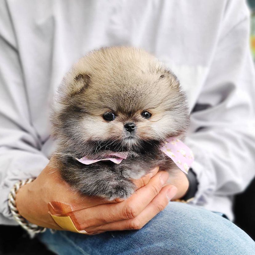 Teacup Pomeranian Puppies – Teacup Marketplace